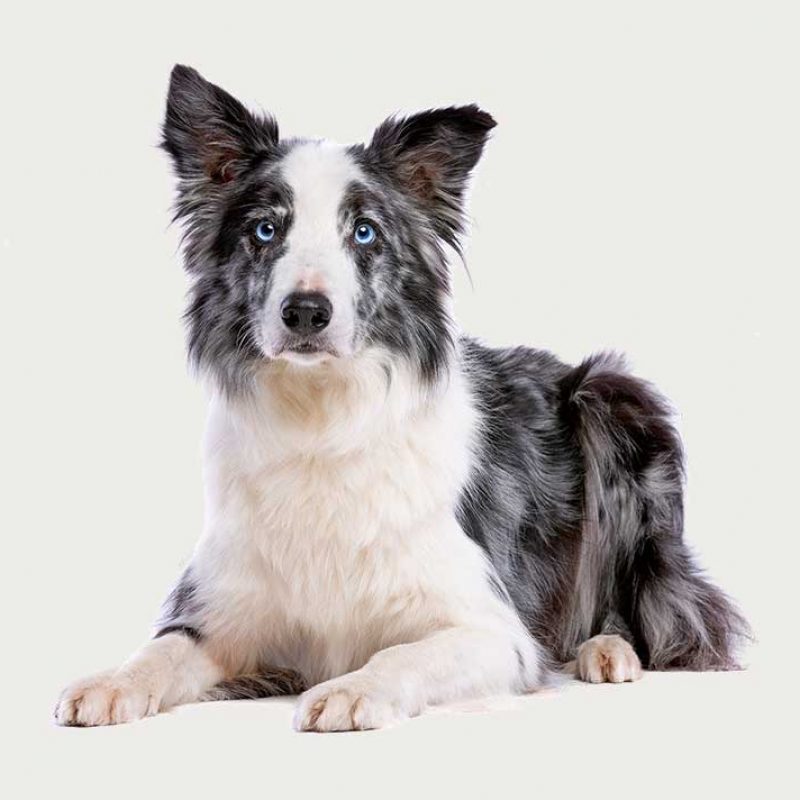 Border Collie dog with striking blue eyes.